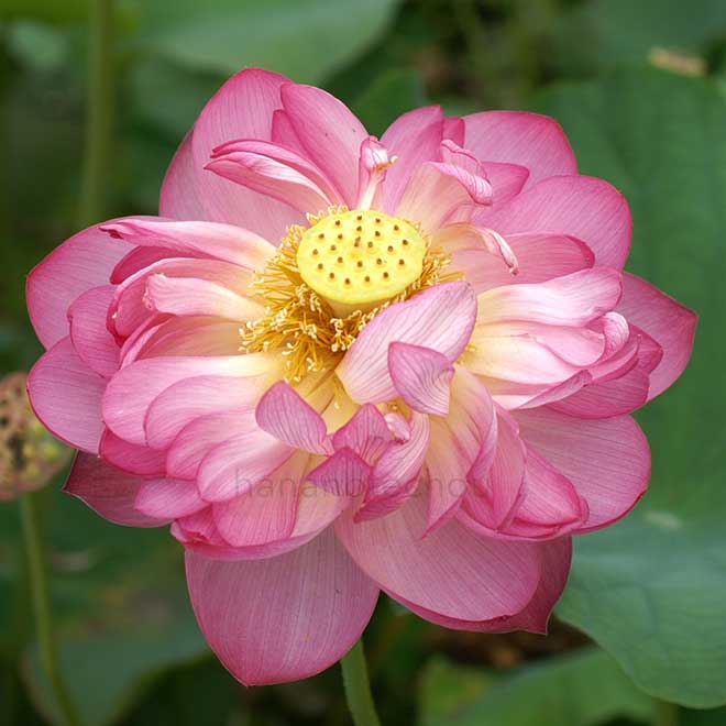 蓮 誠蓮｜花の手帖の蓮図鑑