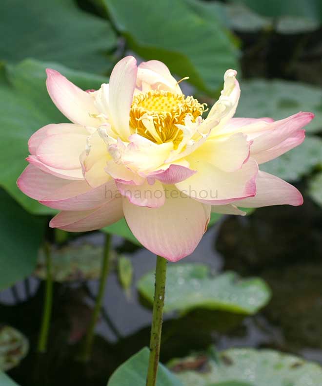 蓮 ミセス スローカム｜花の手帖の蓮図鑑