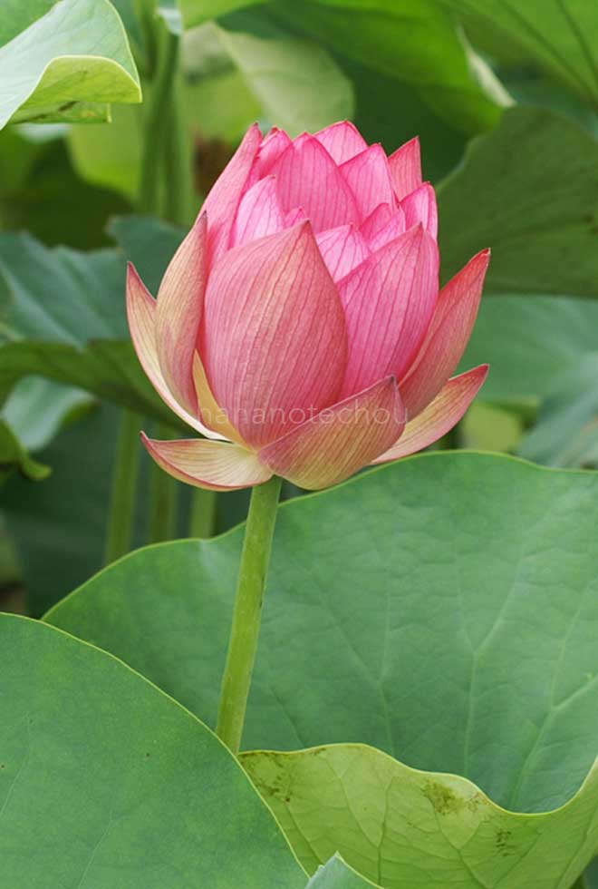 蓮 ネール蓮｜花の手帖の蓮図鑑