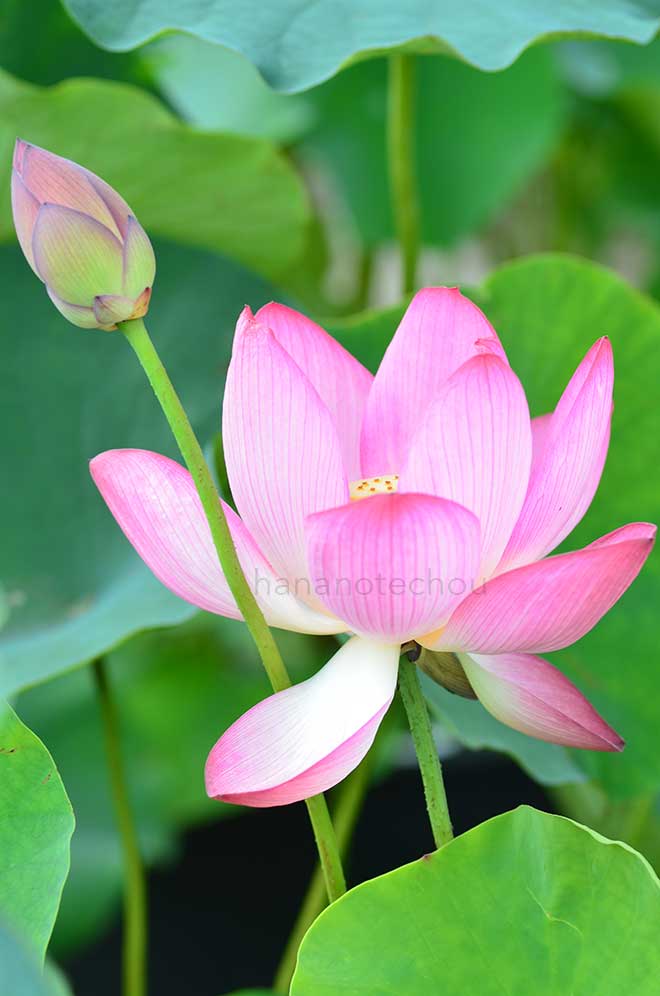 蓮 巨椋池大島｜花の手帖の蓮図鑑