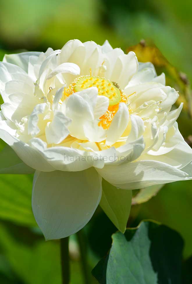 蓮 廬山白蓮｜花の手帖の蓮図鑑