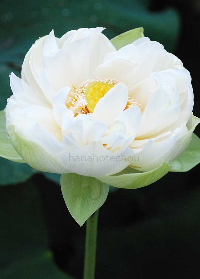 蓮 西湖蓮｜花の手帖の蓮図鑑