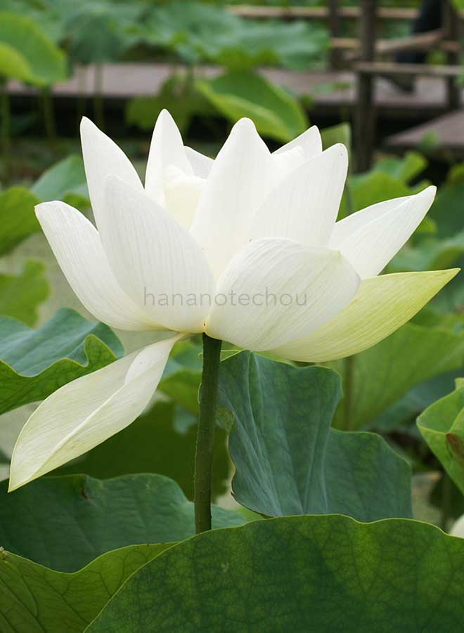 蓮 西光寺白蓮｜花の手帖の蓮図鑑