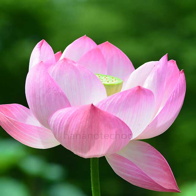 蓮 小寿星｜花の手帖の蓮図鑑