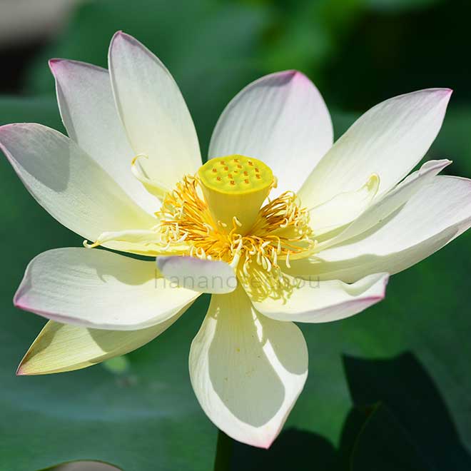 蓮 小三色蓮｜花の手帖の蓮図鑑