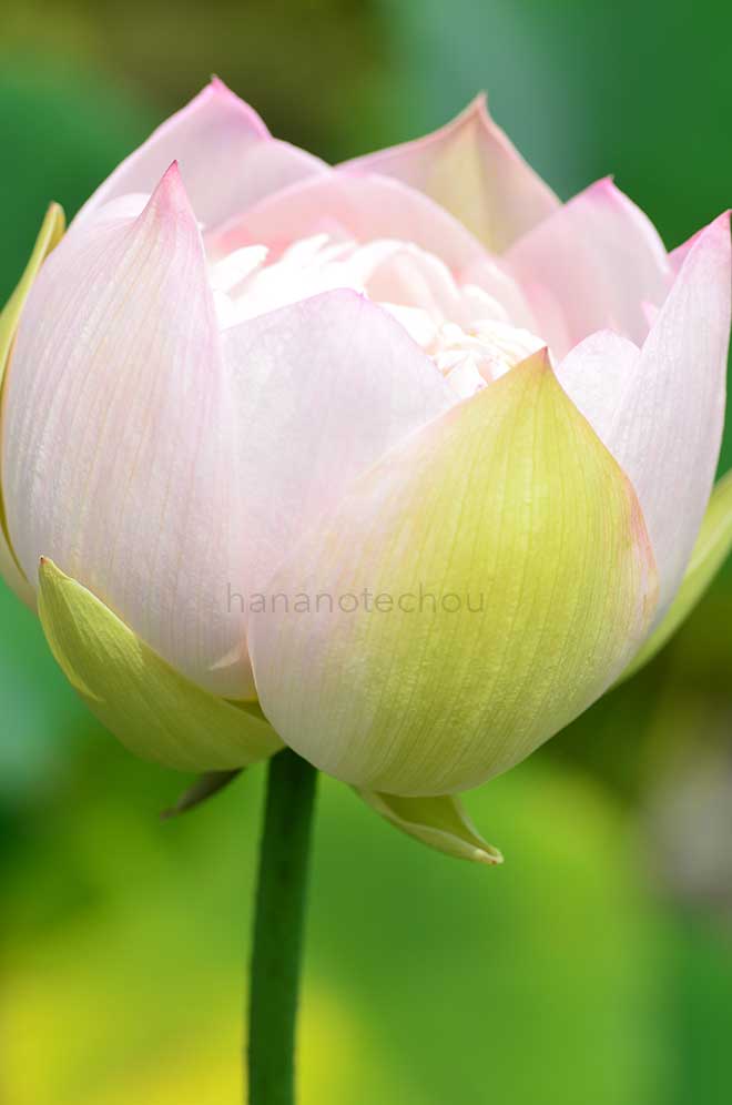 蓮 秋水長天｜花の手帖の蓮図鑑