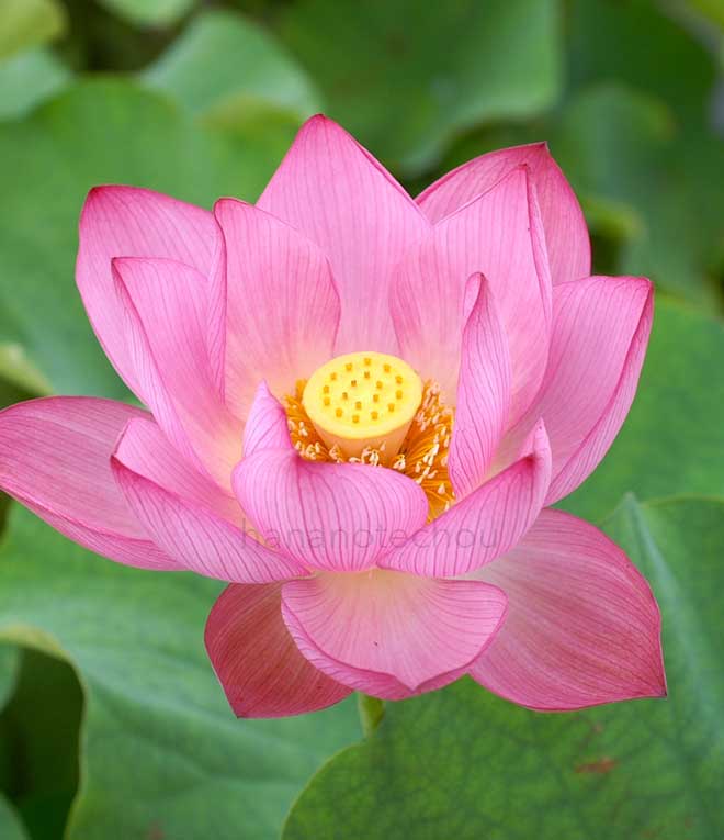 蓮 即非蓮｜花の手帖の蓮図鑑