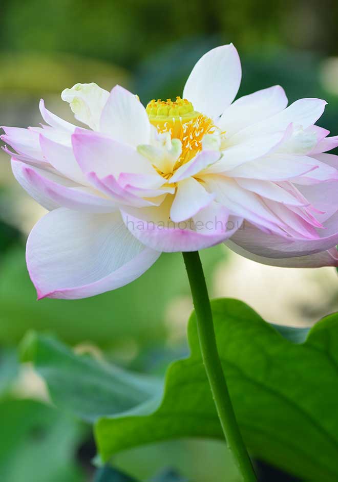 蓮 翠微夕照｜花の手帖の蓮図鑑