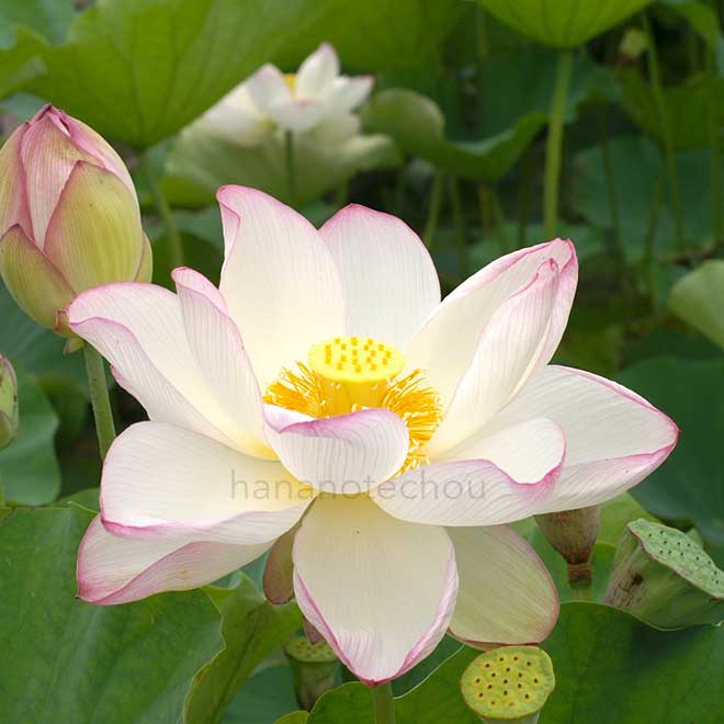 蓮 酔妃蓮｜花の手帖の蓮図鑑