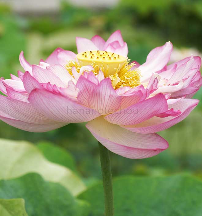 蓮 天上蓮｜花の手帖の蓮図鑑