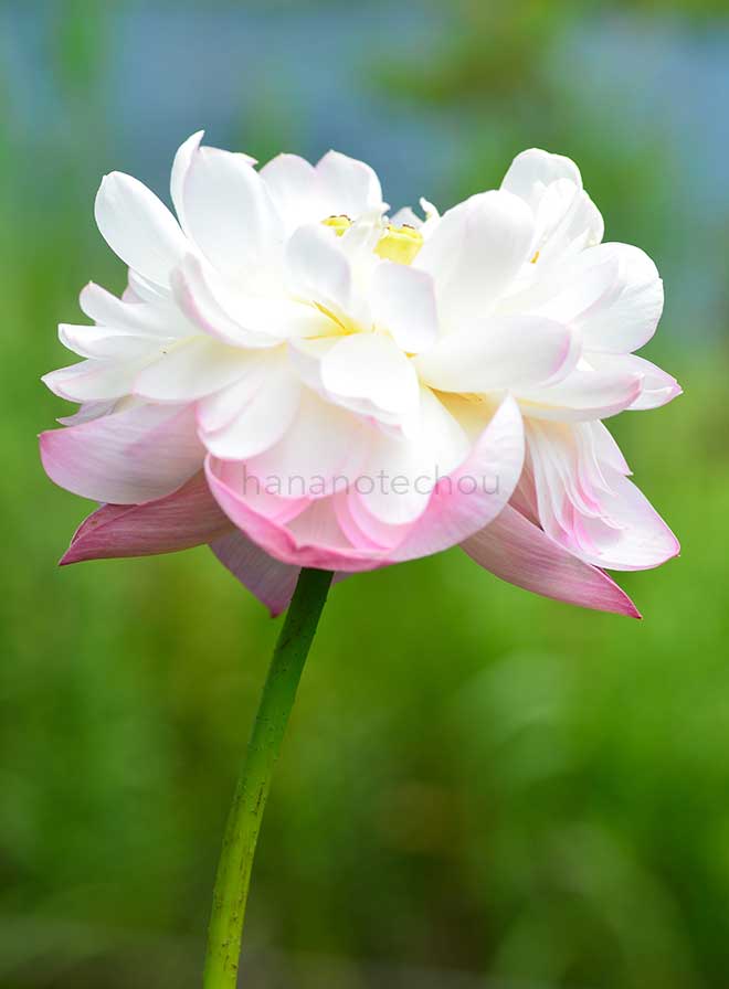 蓮 天嬌｜花の手帖の蓮図鑑