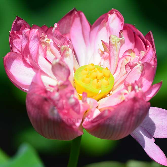 蓮 八重茶碗蓮｜花の手帖の蓮図鑑