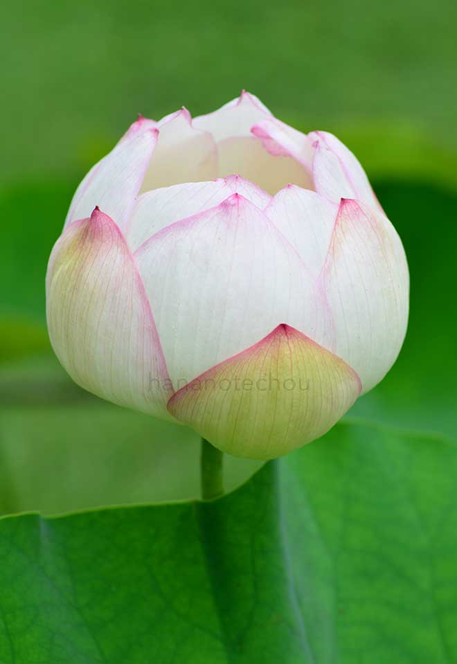 蓮 瑞光蓮｜花の手帖の蓮図鑑