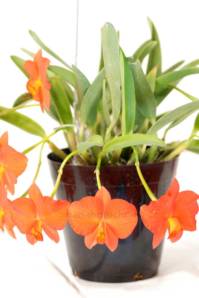  ｜花の手帖の蘭図鑑