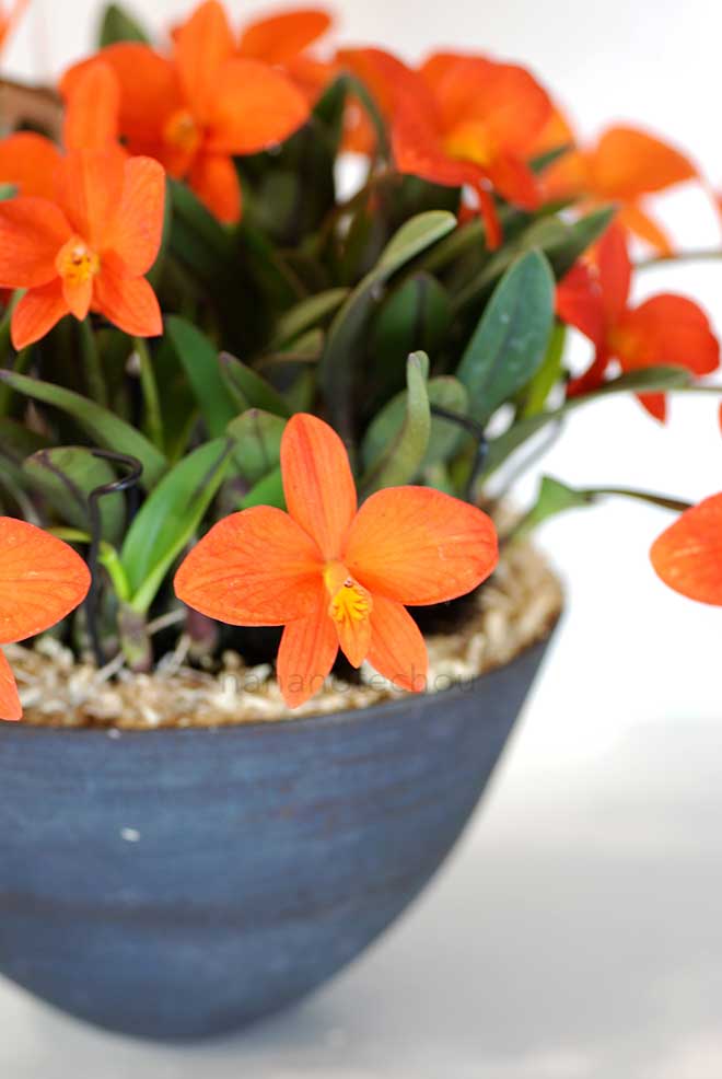 カトレア コクシネア（コッキネア） 'プチ フルール'｜花の手帖の蘭図鑑