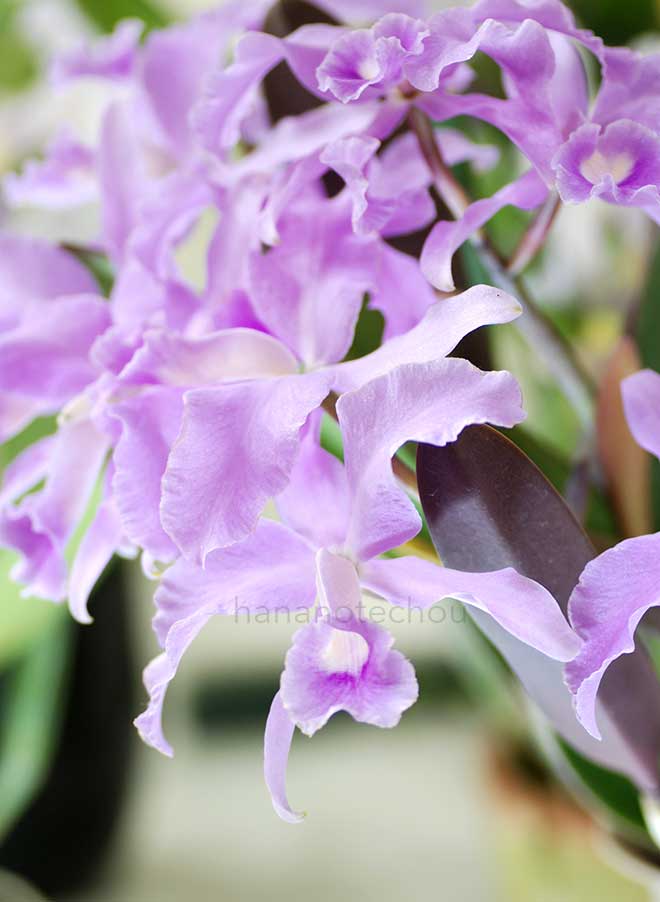 カトレア ローレンセアナ 'フレグランス オブ スプリング'｜花の手帖の蘭図鑑