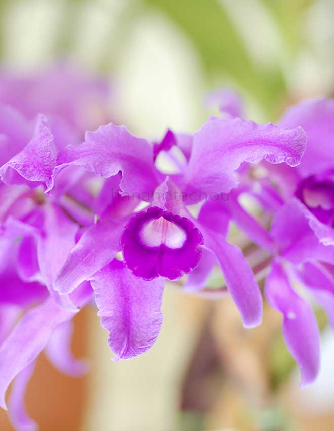 カトレア ローレンセアナ 'ヤイズ エレガンス'｜花の手帖の蘭図鑑