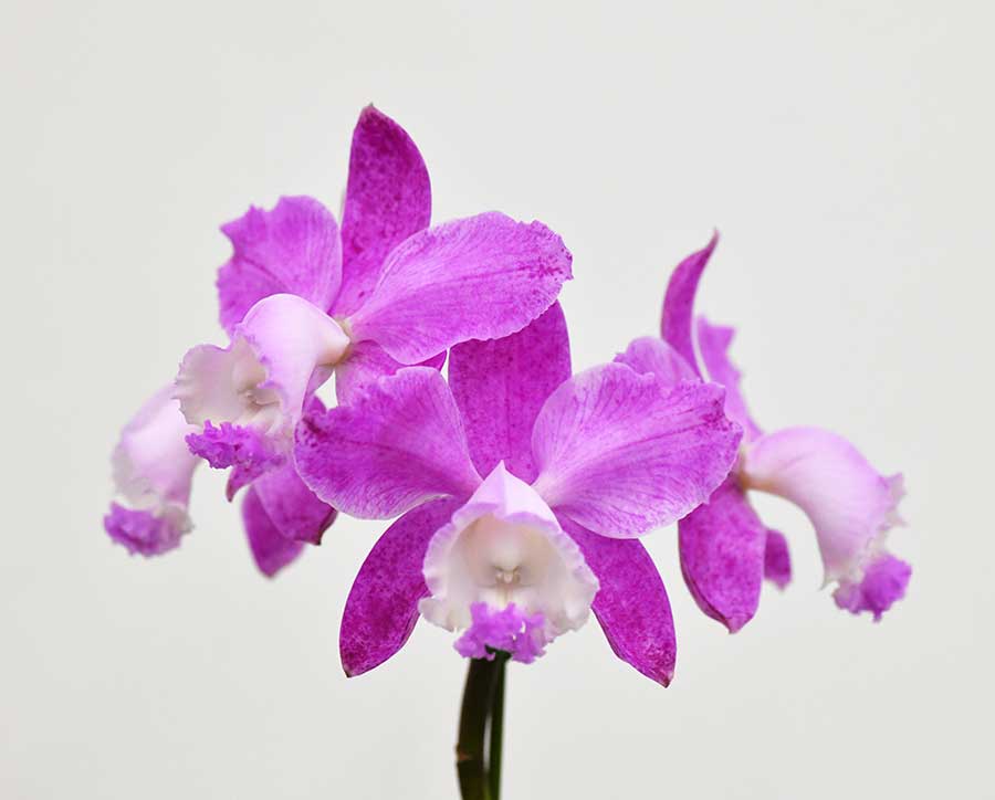 カトレア ロディゲシー ’ブエノ’｜花の手帖の蘭図鑑