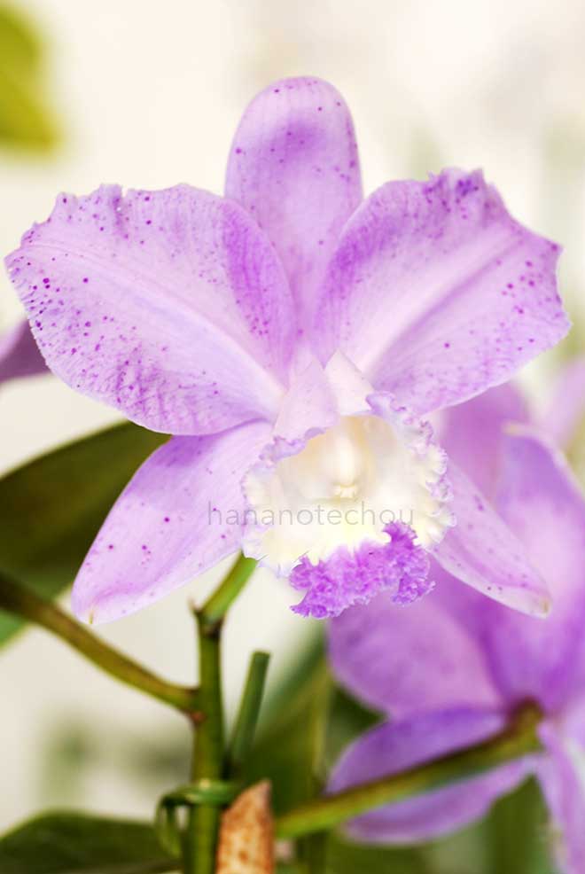 カトレア ロディゲシー 'S. フクシマ'｜花の手帖の蘭図鑑