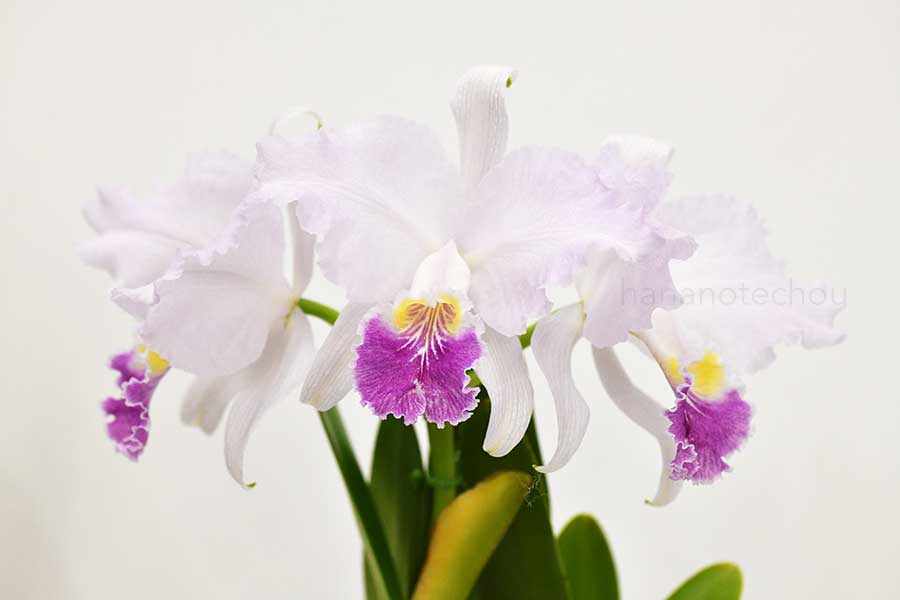 カトレア ルデマニアナ セルレア ’ダーク リップ’｜花の手帖の蘭図鑑