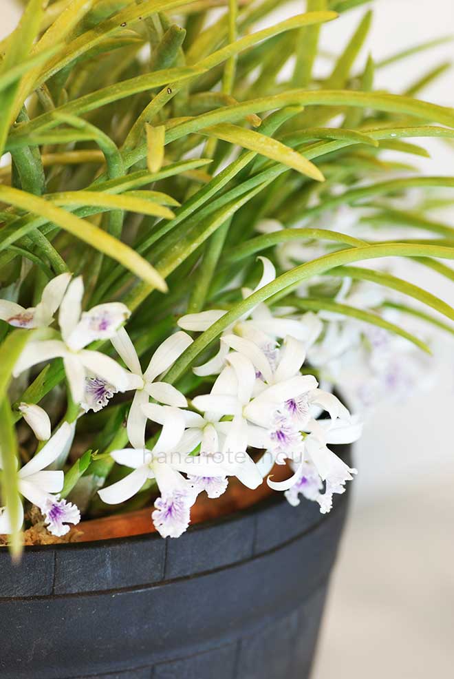 カトレア ルンディ 'ベラ ビスタ'｜花の手帖の蘭図鑑