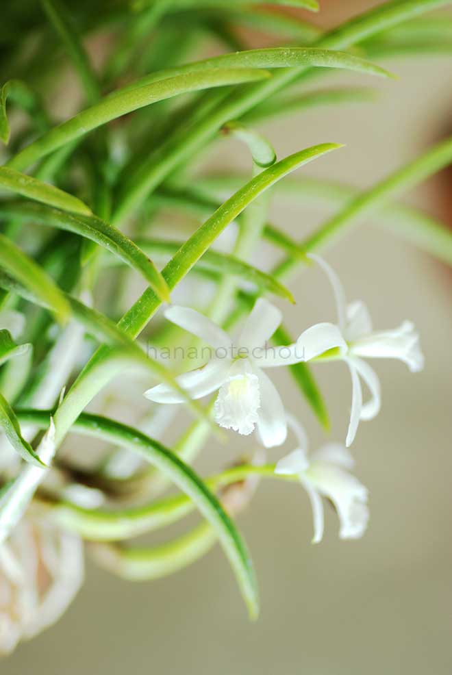 ｜花の手帖の蘭図鑑