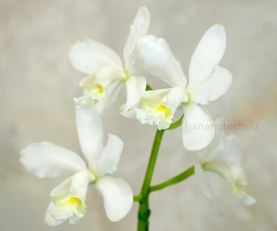 カトレア マリサベル デラス カサス 'ホワイトロリポップ'｜花の手帖の蘭図鑑