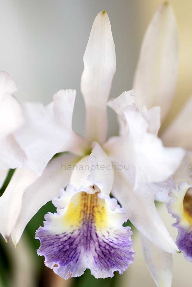 カトレア ファントム 'シークレット ウェポン'｜花の手帖の蘭図鑑