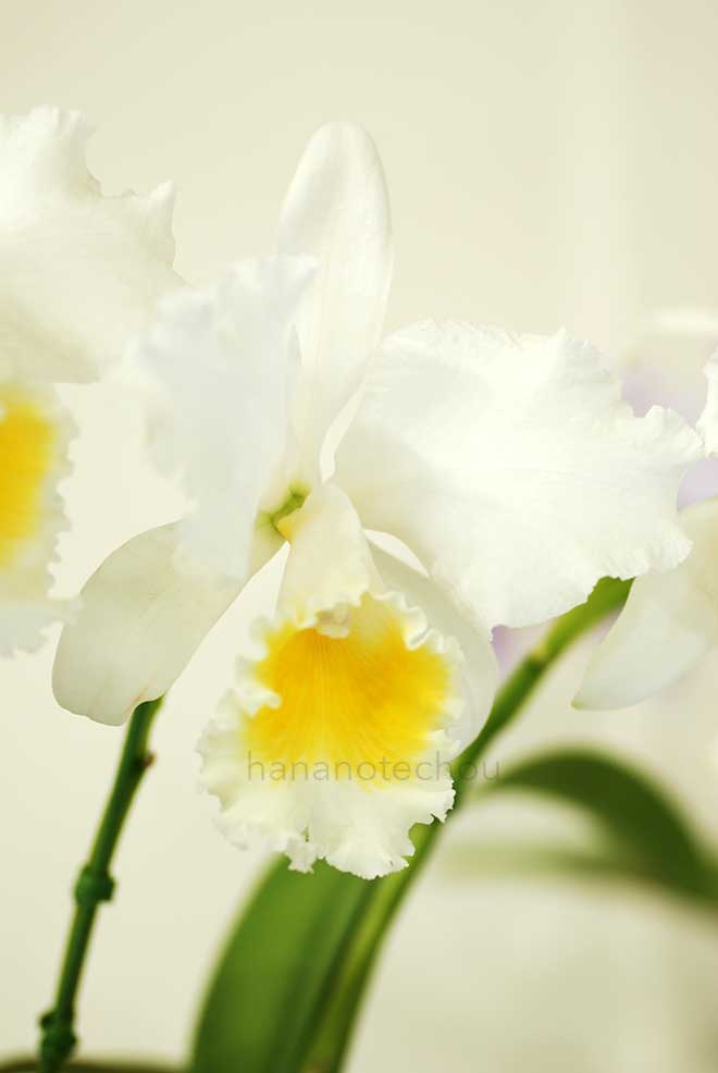 カトレア トリアナエ アルバ 'ゴールド'｜花の手帖の蘭図鑑