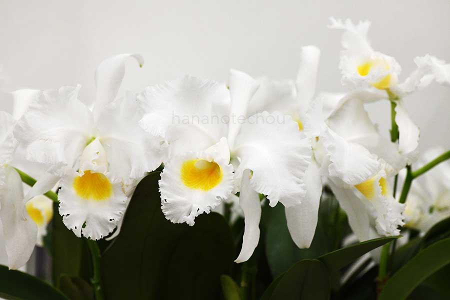 カトレア トリアナエ アルバ ’アランカ ジャーマスク’｜花の手帖の蘭図鑑