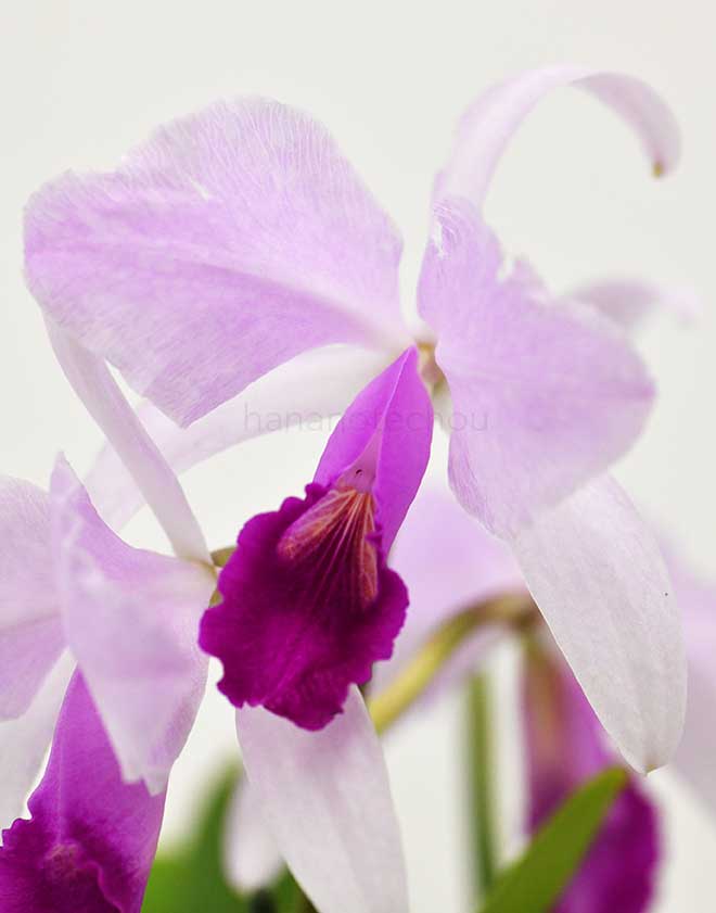 カトレア トリアナエ ’キヨ’｜花の手帖の蘭図鑑