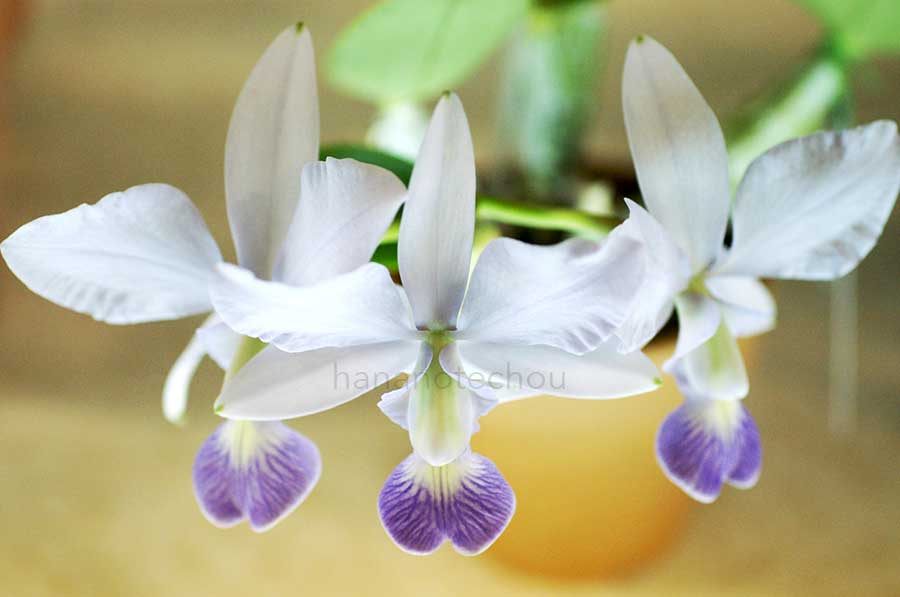 カトレア ワルケリアナ セルレア 'KH-20'｜花の手帖の蘭図鑑