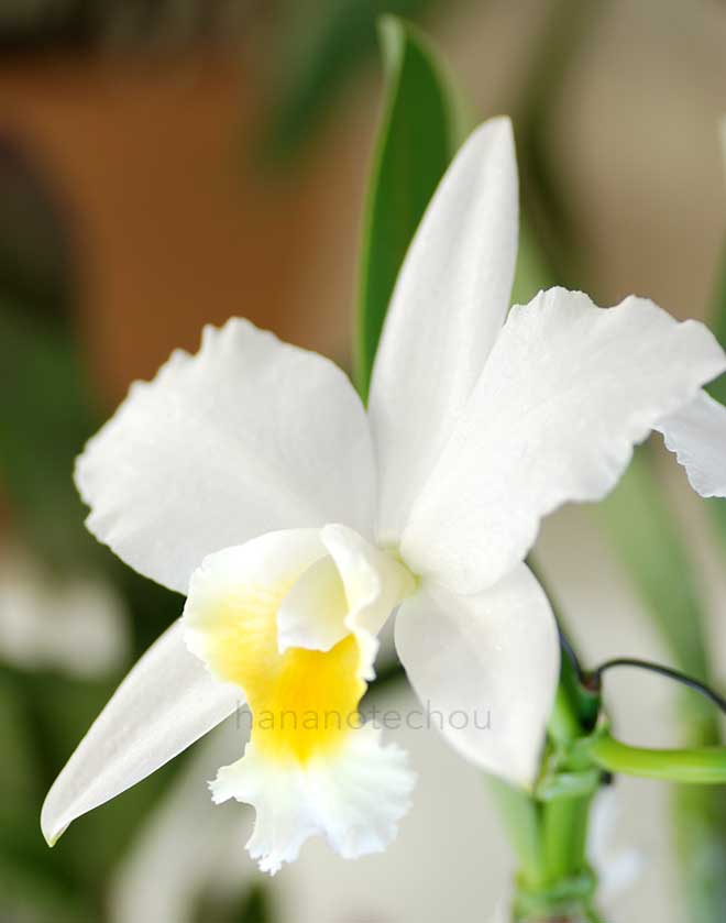 カトレア ホワイト アイランド 'クオン'｜花の手帖の蘭図鑑