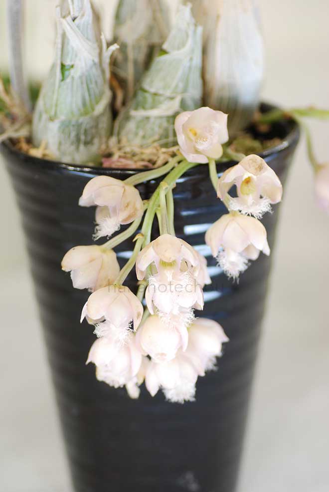  クロウェシア グレイス ダン チャッズ フォード｜花の手帖の蘭図鑑