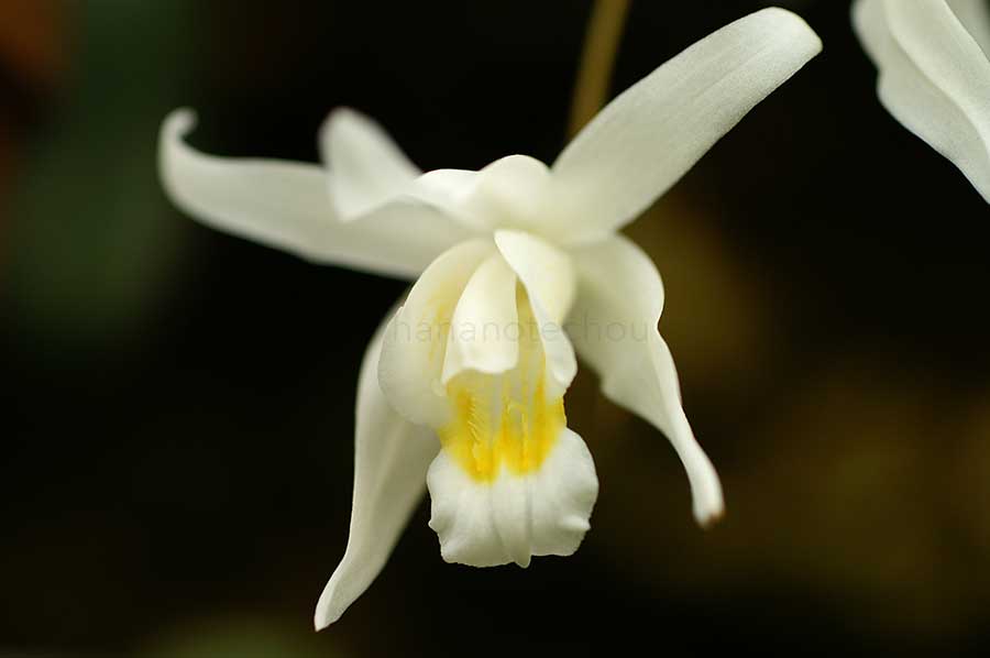 セロジネ インターメディア｜花の手帖の蘭図鑑