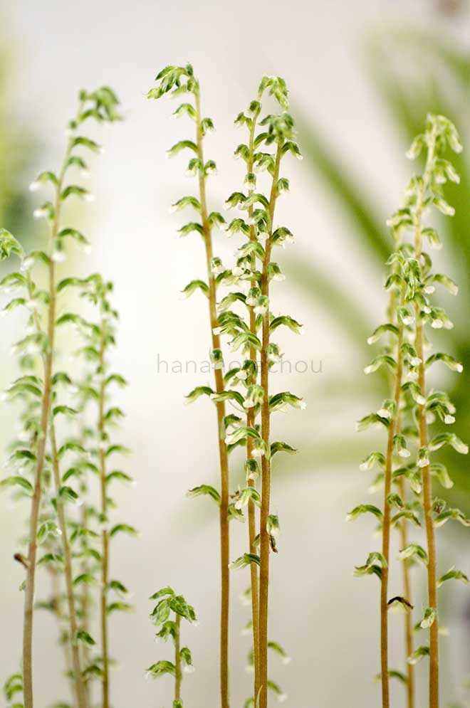 |花の手帖の蘭図鑑