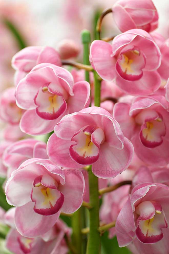 シンビジウム（タラッサ ピュア x メロディ） x （シャイン フラワー x グレート ケイティ）'チェリッシュ'｜花の手帖の蘭図鑑