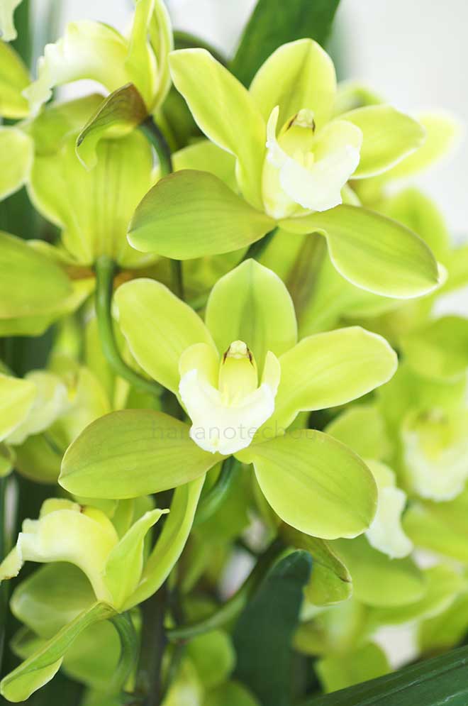  ｜花の手帖の蘭図鑑