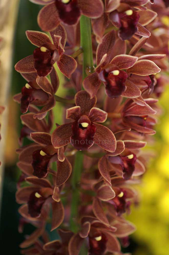  ｜花の手帖の蘭図鑑