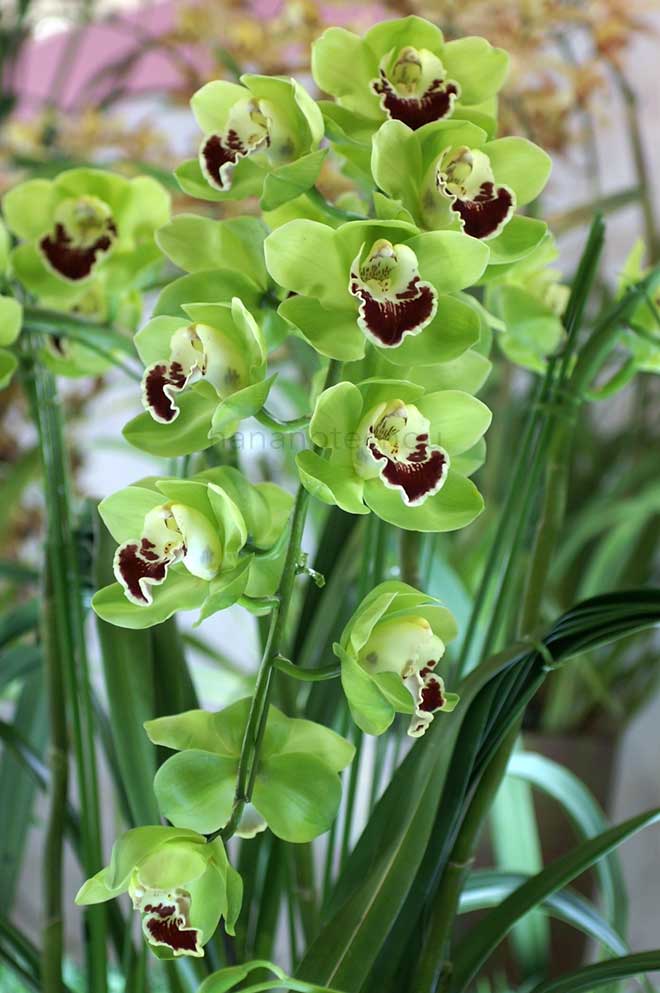  ｜花の手帖の蘭図鑑