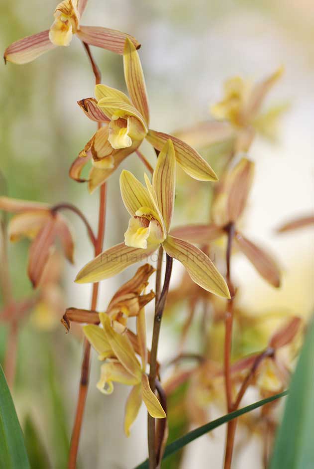  ｜花の手帖の蘭図鑑