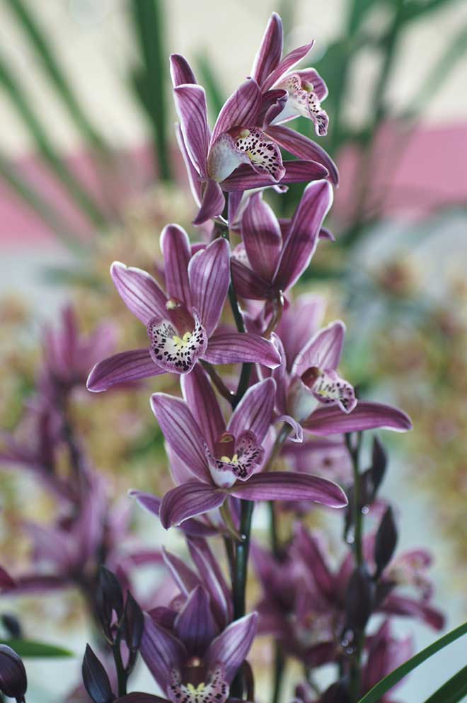  ｜花の手帖の蘭図鑑