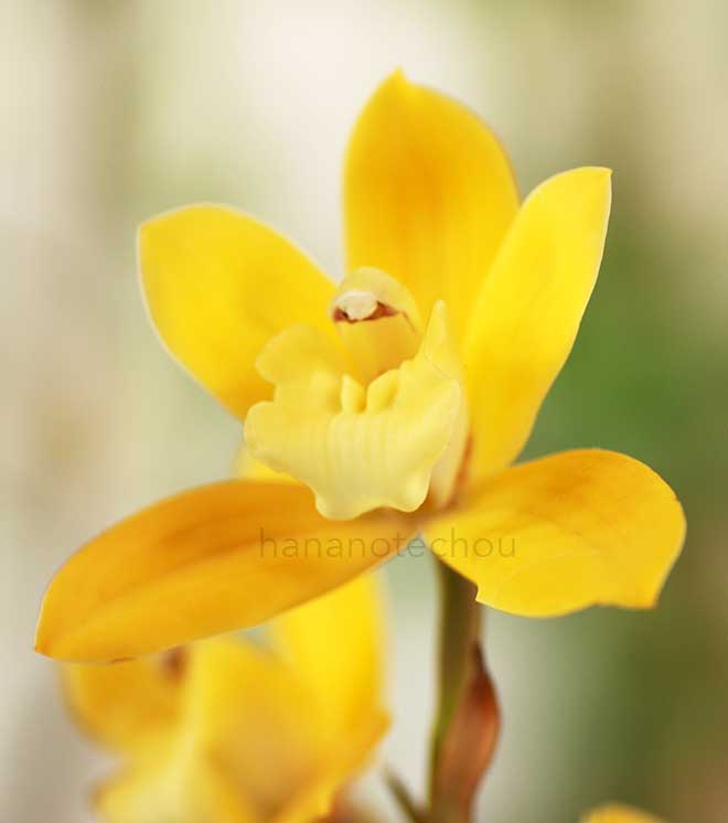  ｜花の手帖の蘭図鑑