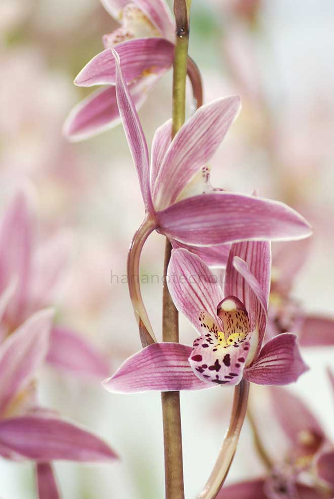 |花の手帖の蘭図鑑