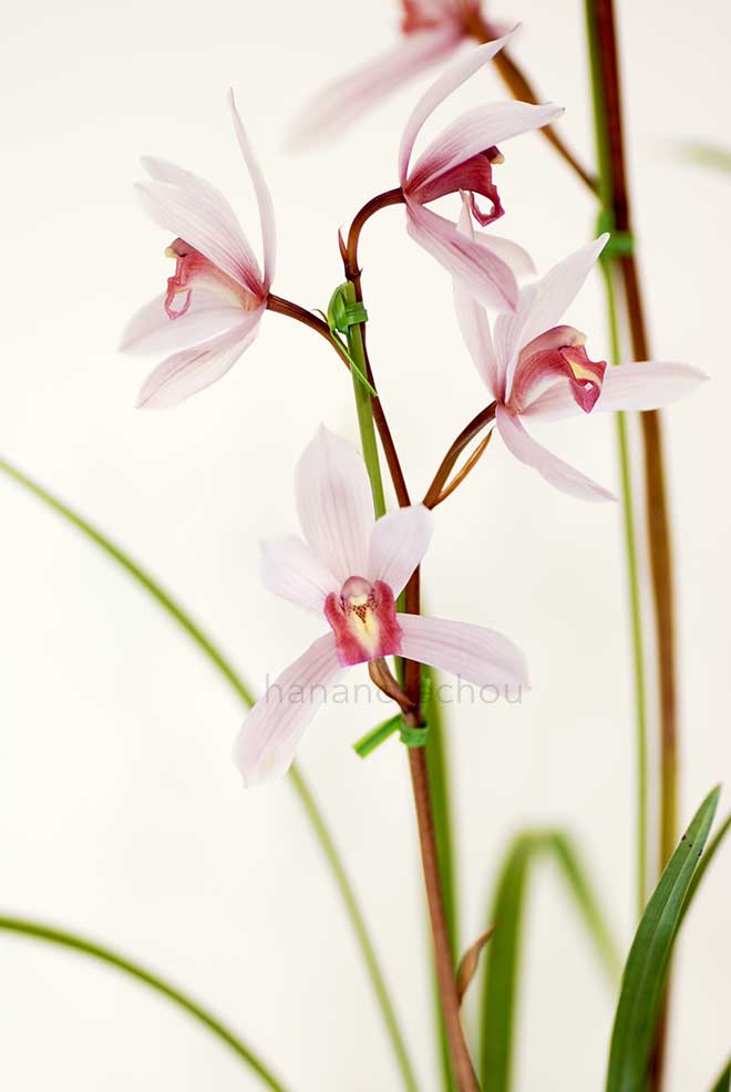  ｜花の手帖の蘭図鑑