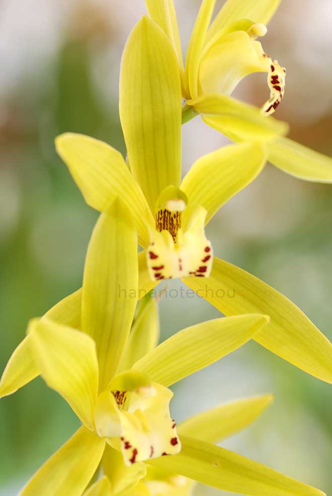  ｜花の手帖の蘭図鑑