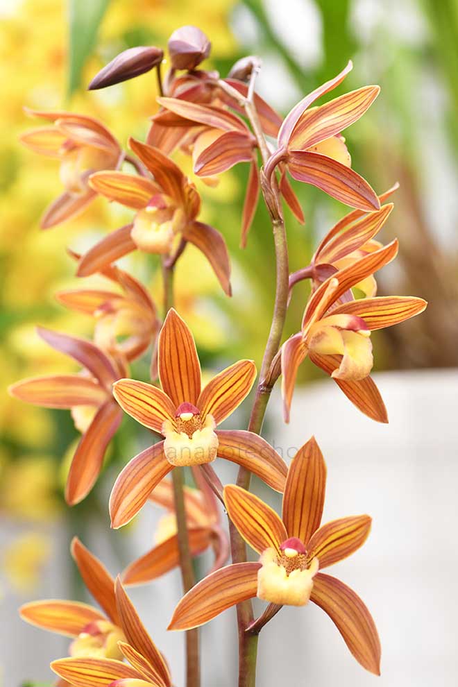  ｜花の手帖の蘭図鑑