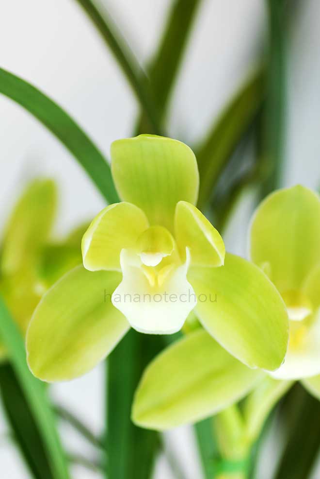  ｜花の手帖の蘭図鑑