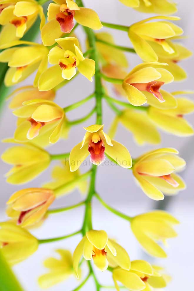 シンビジウム エレガンス x マディドゥム 'コメット'｜花の手帖の蘭図鑑