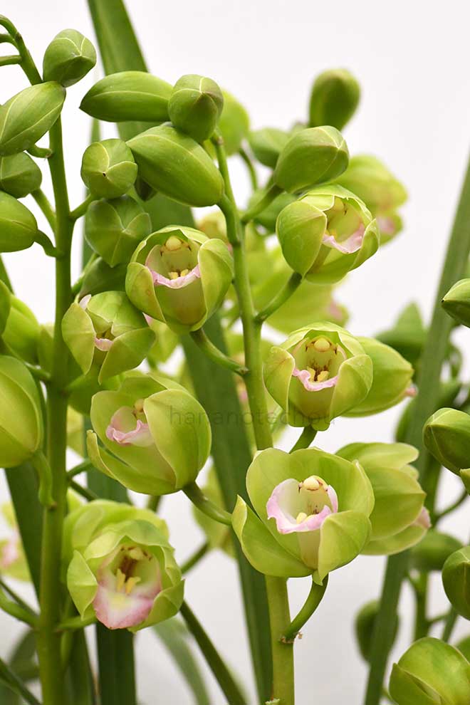  ｜花の手帖の蘭図鑑